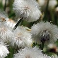 Dandelion parachutes