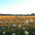 Hay Rolls and Queen Annes Lace at Sunrise