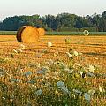Hay Rolls and Queen Annes Lace