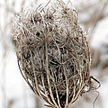 Queen Anne's Lace Seed Pods