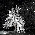 Snowy night in the park